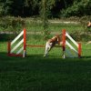 agility 2011-08